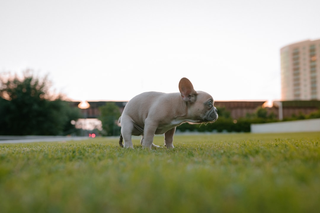 Precious Pug Puppies: Adorable Companions for Your Home